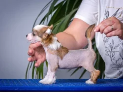 Čínský chocholatý pes - Štěňátky s PP