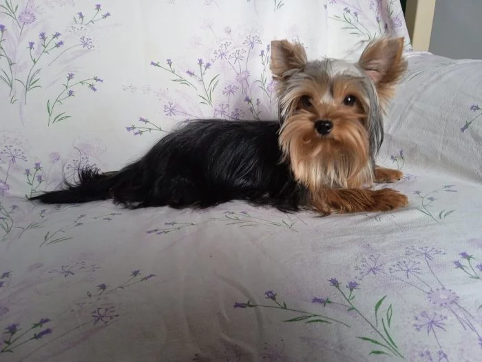 Jorkšíský teriér