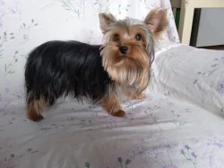 Jorkšíský teriér