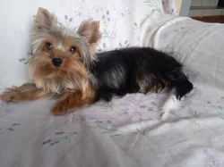 Jorkšíský teriér