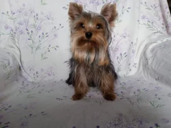 Jorkšíský teriér