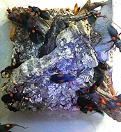 ZÁKEŘNICE -platymeris sp mombo