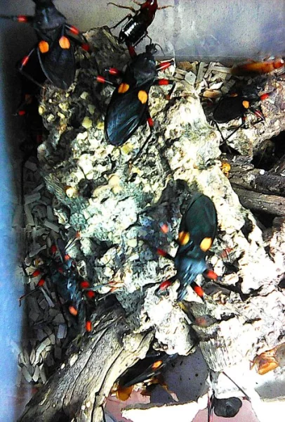 ZÁKEŘNICE -platymeris sp mombo