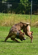 Darujeme nalezenou fenu křížence