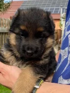 německý ovčák - štěňata