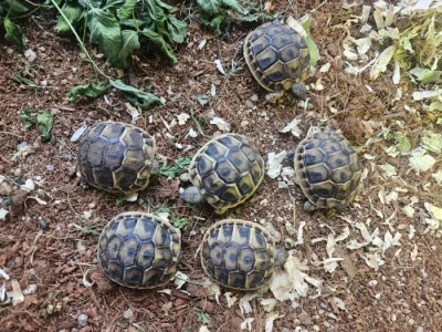 Mláďata želvy zelenavé