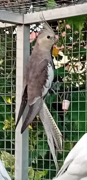 Korely pastelface 2025