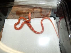 Užovka červená (Pantheropis gitatus) klasik + albino