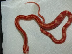 Užovka červená (Pantheropis gitatus) klasik + albino