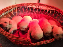 Nabídka štěňat labradorského retrievera