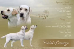 Labrador - štěňátka s PP