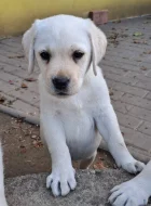 Labrador - štěňátka s PP