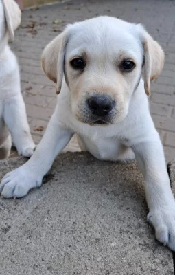 Labrador - štěňátka s PP
