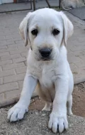 Labrador - štěňátka s PP