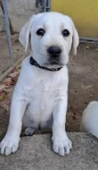 Labrador - štěňátka s PP