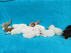 Štěňata samojeda s PP