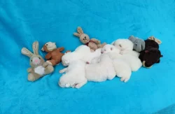 Štěňata samojeda s PP