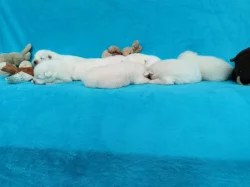 Štěňata samojeda s PP