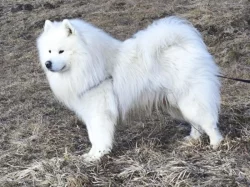 Štěňata samojeda s PP