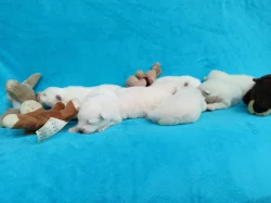 Štěňata samojeda s PP