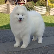 Štěňata samojeda s PP