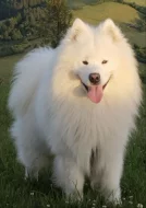 Štěňata samojeda s PP