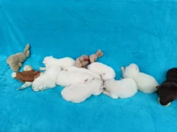 Štěňata samojeda s PP