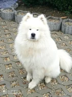 Štěňata samojeda s PP