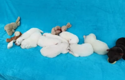 Štěňata samojeda s PP