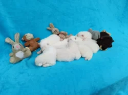 Štěňata samojeda s PP