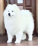 Štěňata samojeda s PP