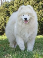 Štěňata samojeda s PP