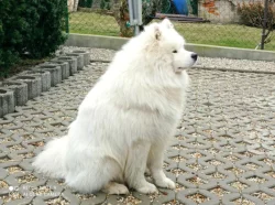 Štěňata samojeda s PP