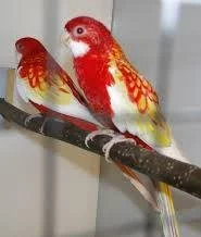 Prodám roselu pestrou rubino samičku