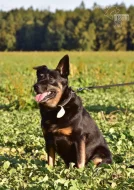 Darujeme nalezeného křížence