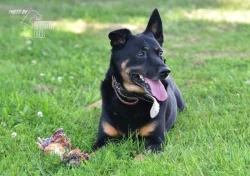 Darujeme nalezeného křížence