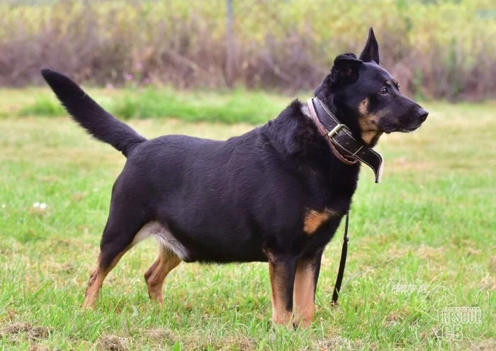 Darujeme nalezeného křížence