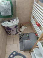 Daruji zakrslého králíčka