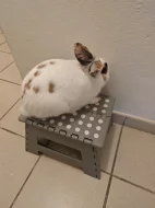 Daruji zakrslého králíčka