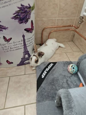 Daruji zakrslého králíčka