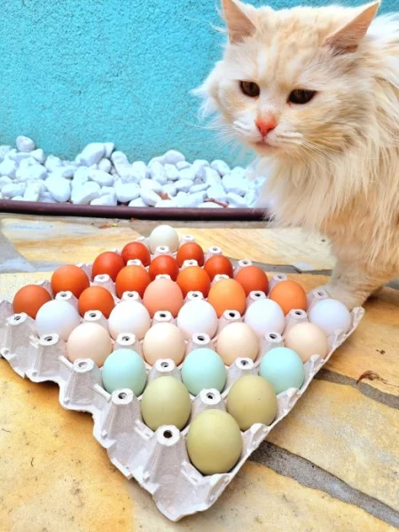 Kuřice Slepice Greenshell Darkshell