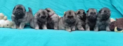 Německý špic vlčí / keeshond prodám krásná štěňata s PP