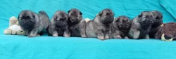 Německý špic vlčí / keeshond prodám krásná štěňata s PP