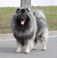 Německý špic vlčí / keeshond prodám krásná štěňata s PP