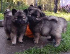 Německý špic vlčí / keeshond prodám krásná štěňata s PP