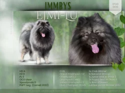 Německý špic vlčí / keeshond prodám krásná štěňata s PP