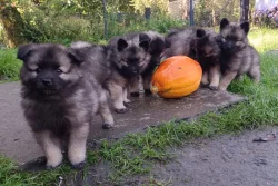 Německý špic vlčí / keeshond prodám krásná štěňata s PP