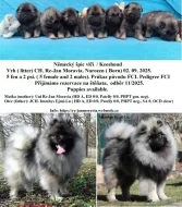 Německý špic vlčí / keeshond prodám krásná štěňata s PP