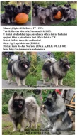Německý špic vlčí / keeshond prodám krásná štěňata s PP