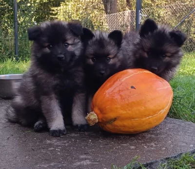 Německý špic vlčí / keeshond prodám krásná štěňata s PP